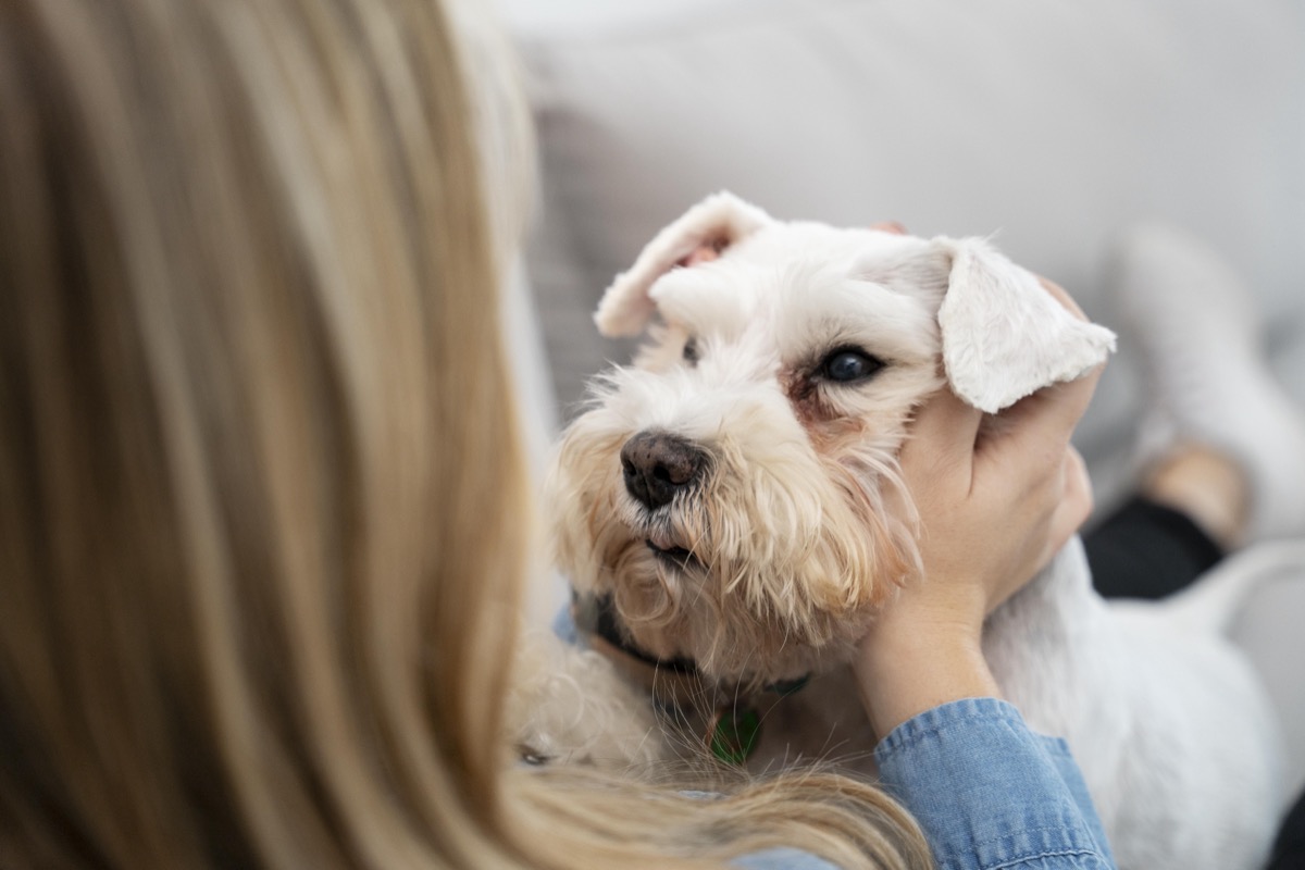 Kiedy nie wolno kąpać psa? Sprawdź zasady kąpieli psa