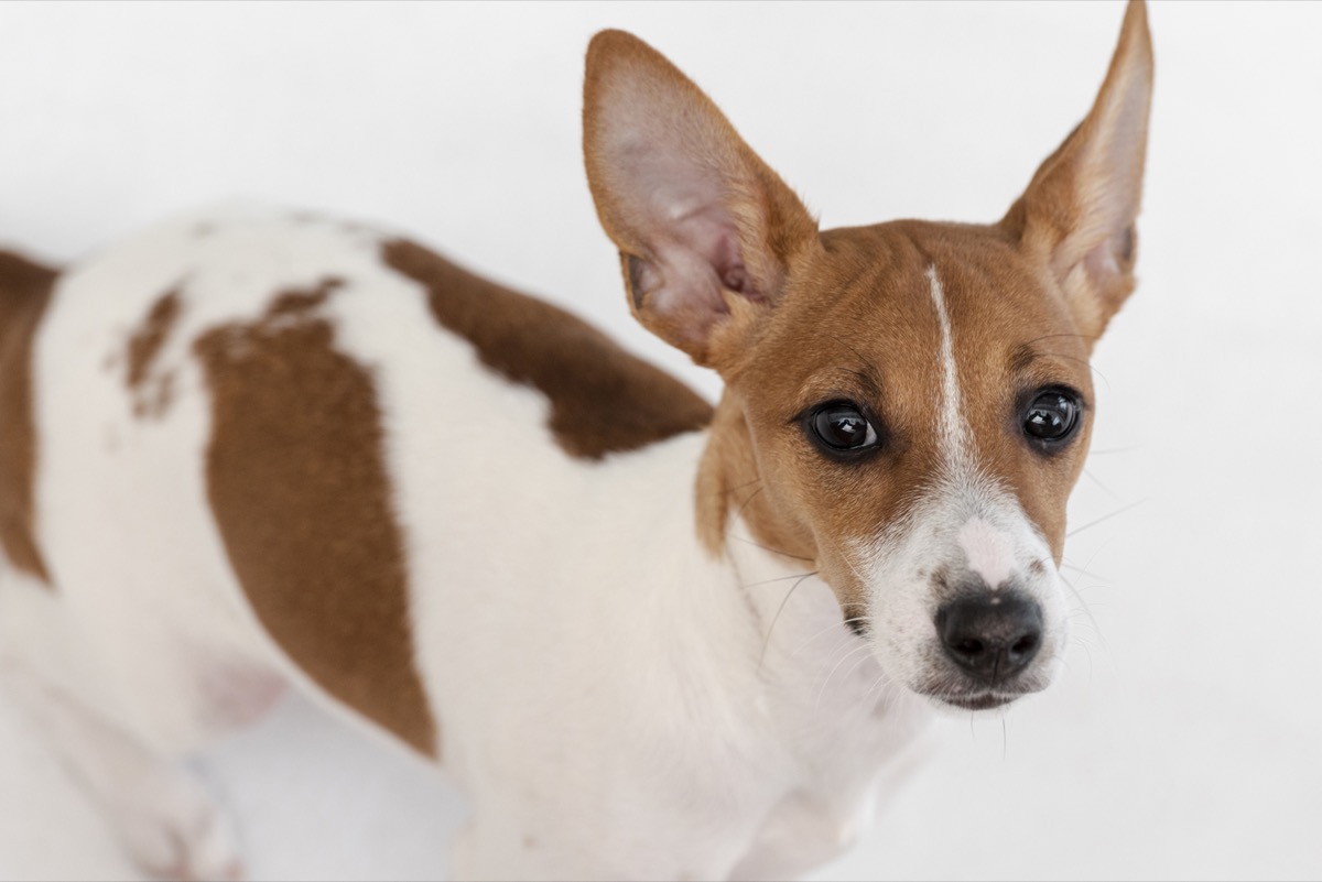 Jak czyścić uszy psa solą fizjologiczną? Porady weterynarza