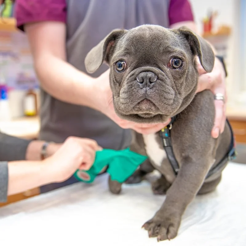 Cennik psi fryzjer – pielęgnacja psów w najlepszym wydaniu