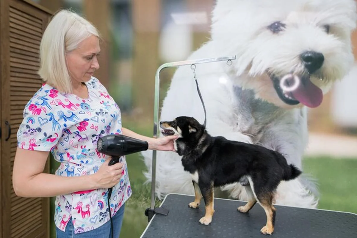 Pies Shiba Inu w salonie fryzjerskim, fryzjer suszy mokrą wełnę suszarką do włosów, smutny pies nie lubi kąpieli