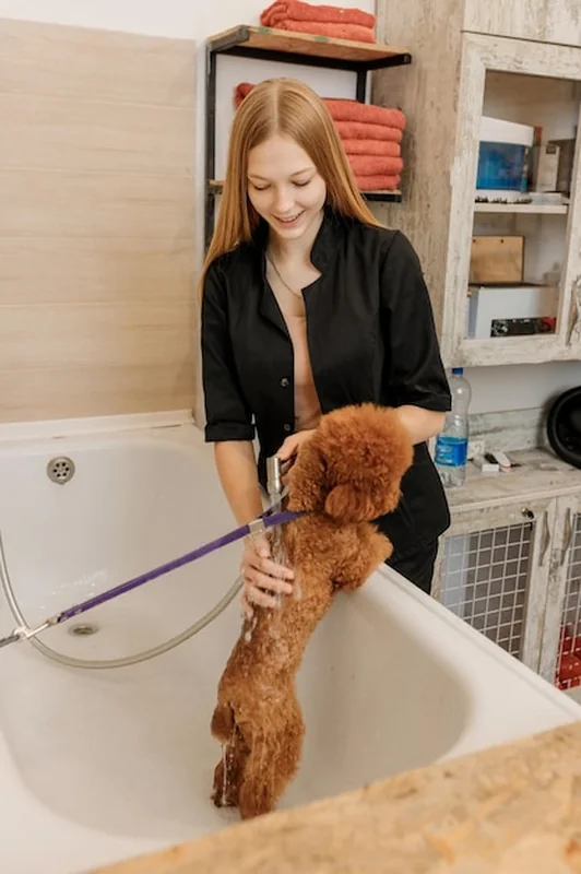 Groomer myje filiżankę pudla przed pielęgnacją