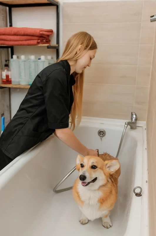 Groomer myjący psa rasy Welsh Corgi Pembroke przed zabiegiem pielęgnacyjnym
