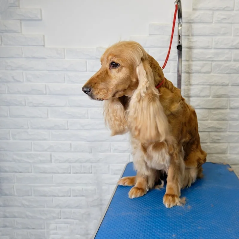 Cocker spaniel strzyżenie – jak dbać o pielęgnację?