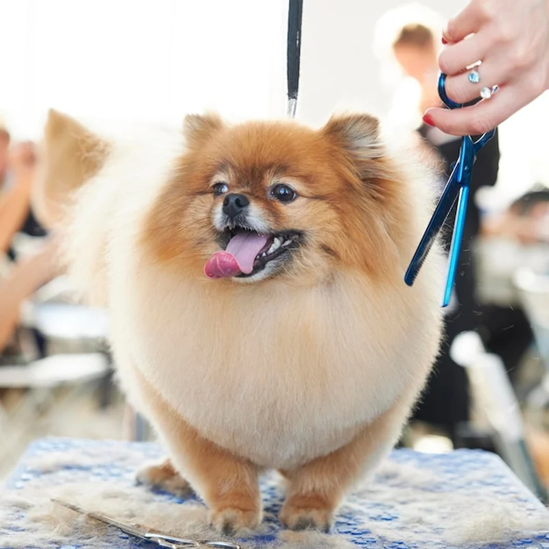 Czy groomer usypia psa? Fakty o strzyżeniu i pielęgnacji