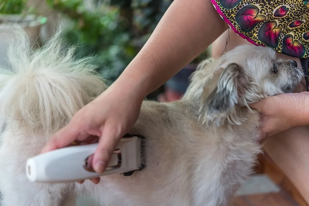 Strzyżenie psa maszynką do pielęgnacji futra