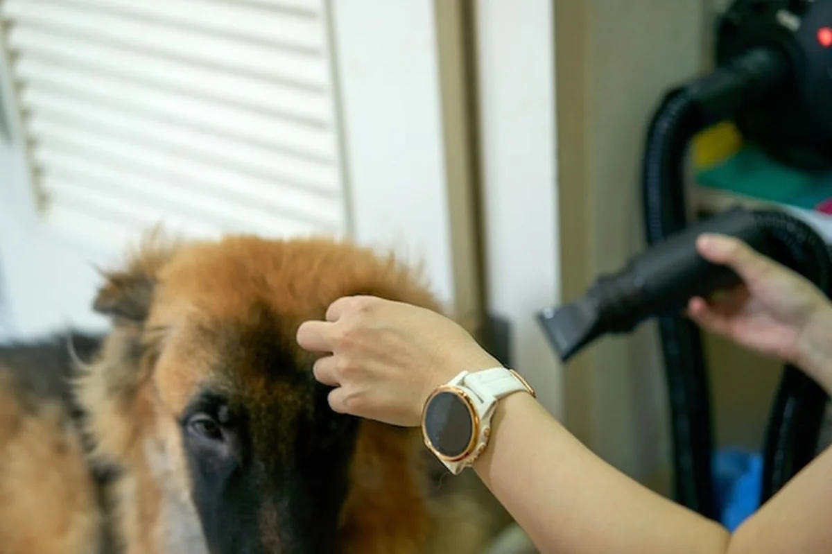 Pies w salonie z suszarką do rąk