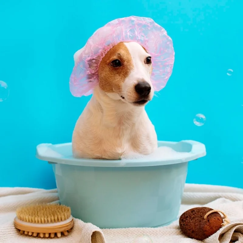 Dog spa w Warszawie – zarezerwuj wizytę online i sprawdź opinie
