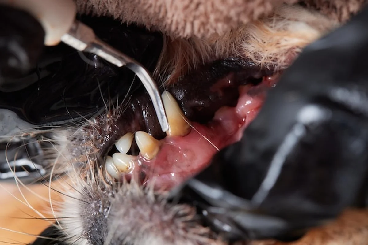 Czyszczenie zębów pudla pod znieczuleniem u weterynarza