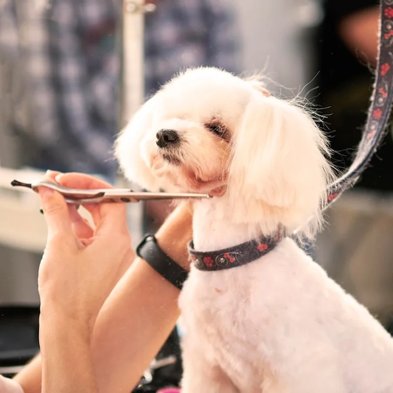 Groomer house – opinie i usługi strzyżenia psów