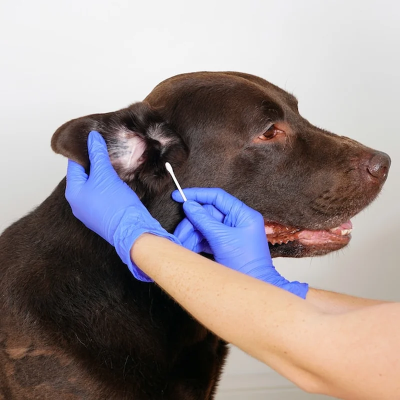 Ile kosztuje czyszczenie uszu u psa? Pielęgnacja i higiena