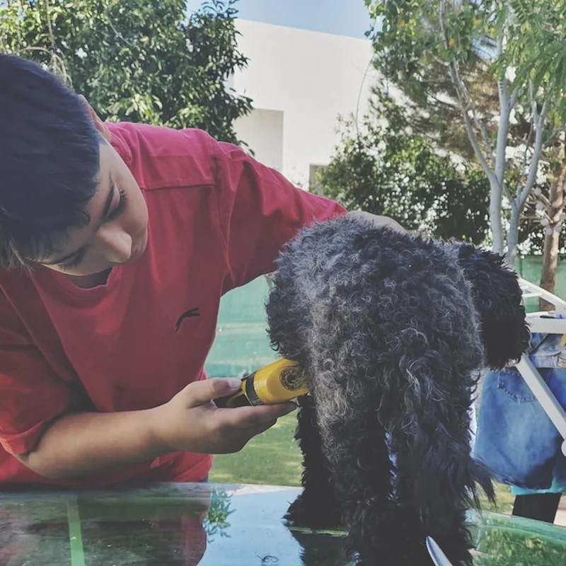 Ile kosztuje mycie psa u groomera? Sprawdź cennik usług