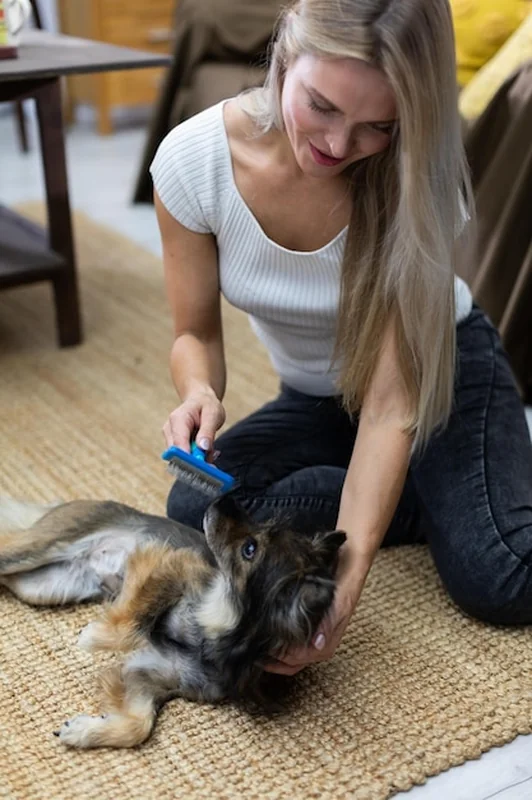 Dziewczyna czesze psa na dywanie szczotką