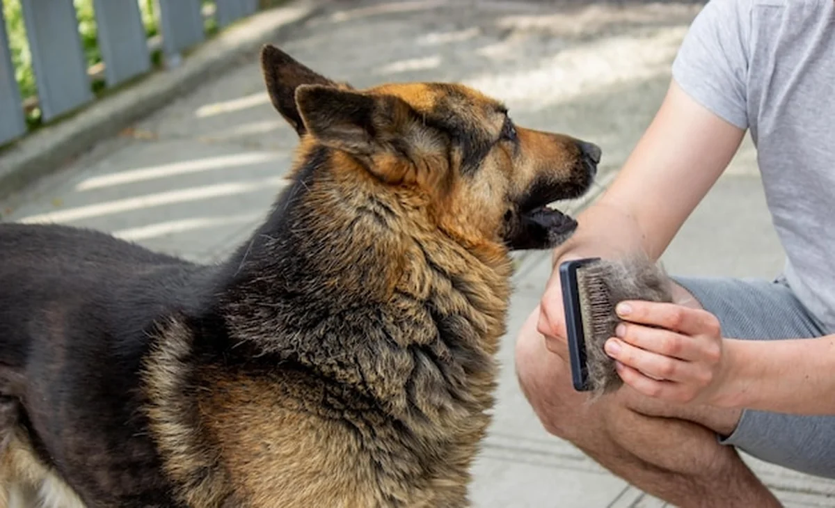 Mężczyzna czesze sierść psa szczotką