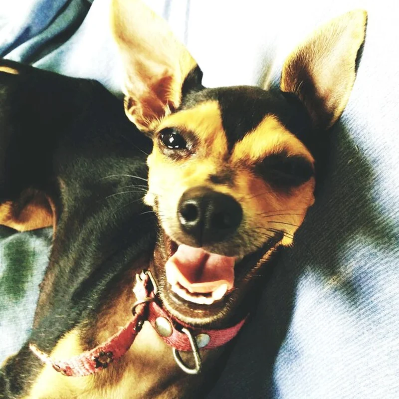 Portret psa z bliska