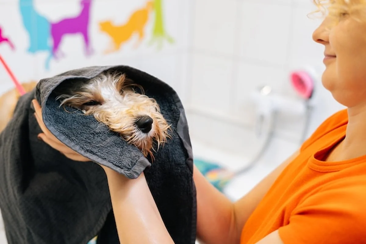 Kobieta groomer suszy mokrego psa w salonie pielęgnacji