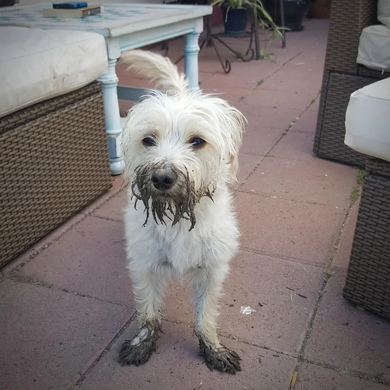 Jak długo pies może wytrzymać bez kąpieli? Sprawdź to!