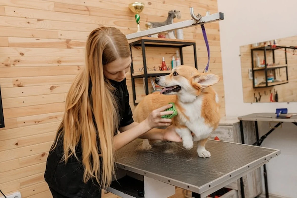 Kobieta groomer czesze futro psa Welsh Corgi Pembroke po kąpieli w salonie fryzjerskim