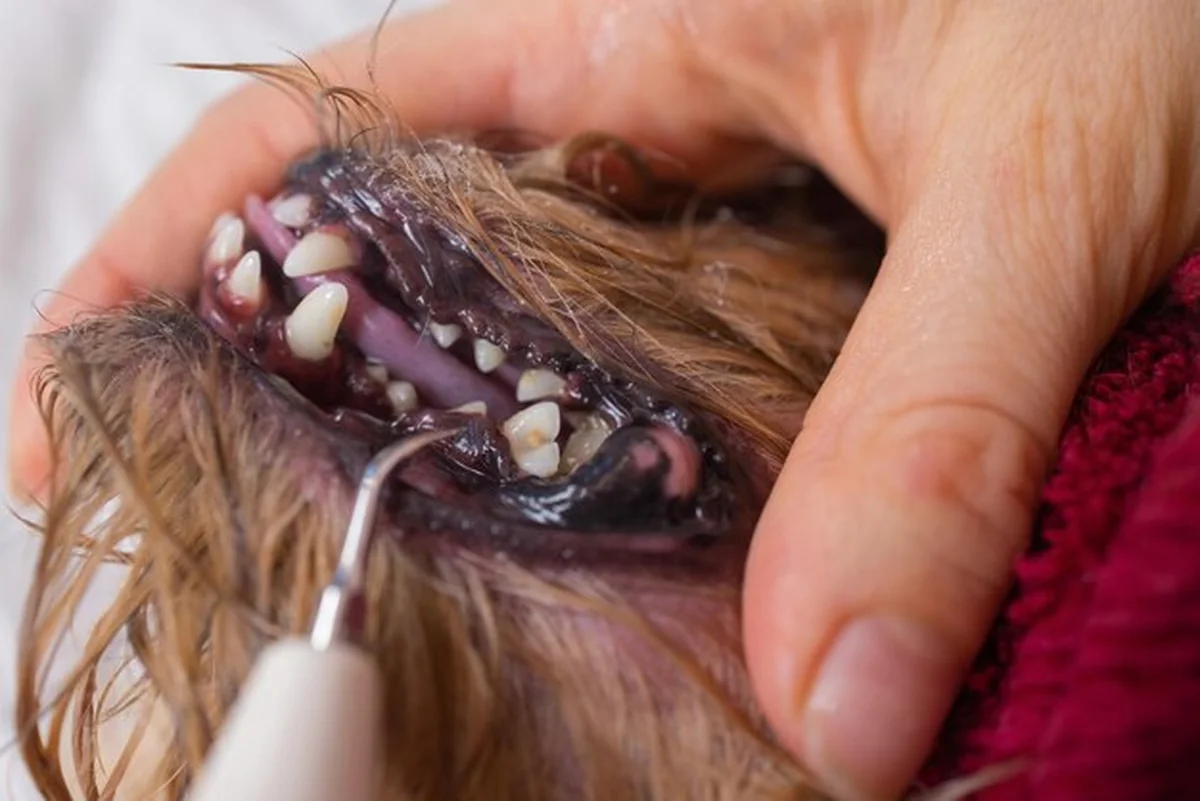 Weterynarz czyszczący zęby psa szczotką