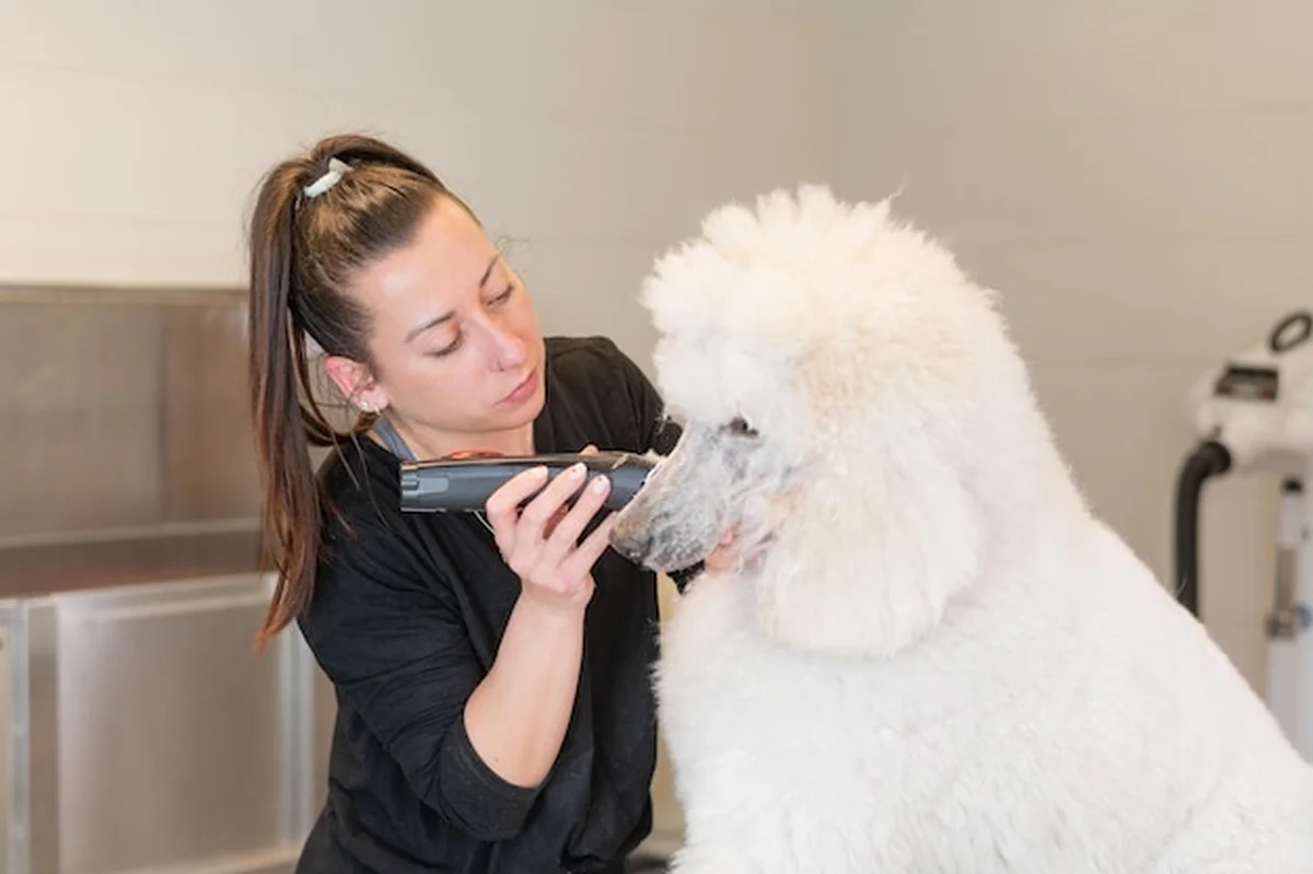 Pies do pielęgnacji w salonie fryzjerskim