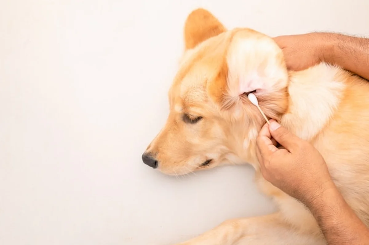 Mężczyzna czyszczący uszy psa białym wacikiem z góry