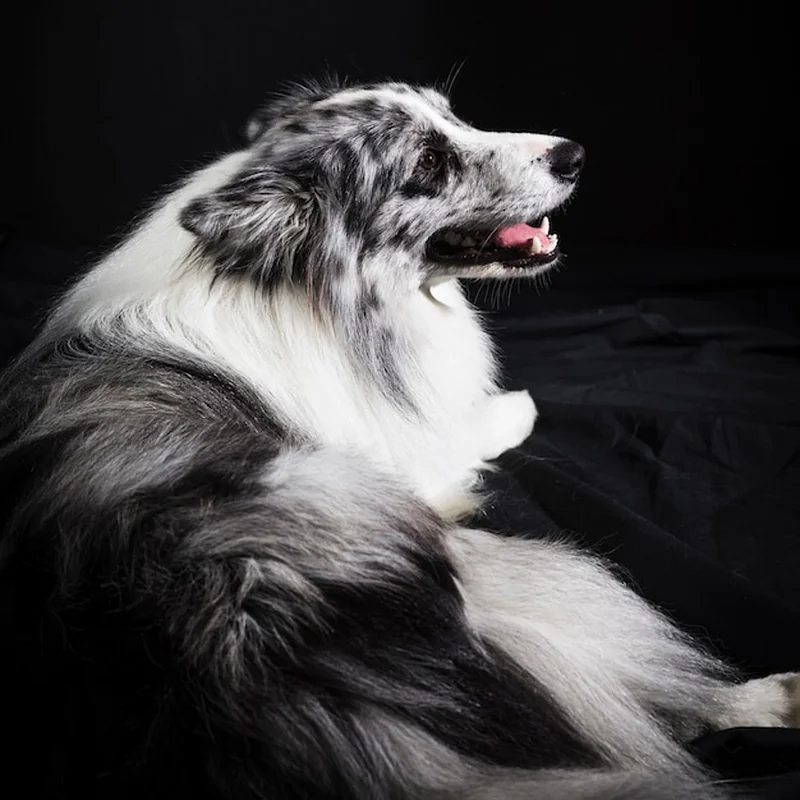 Portret uroczego psa rasy border collie