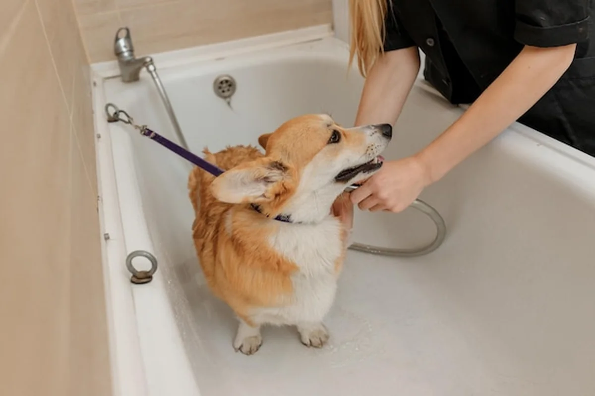 Groomer myjący psa Welsh Corgi Pembroke w kąpieli