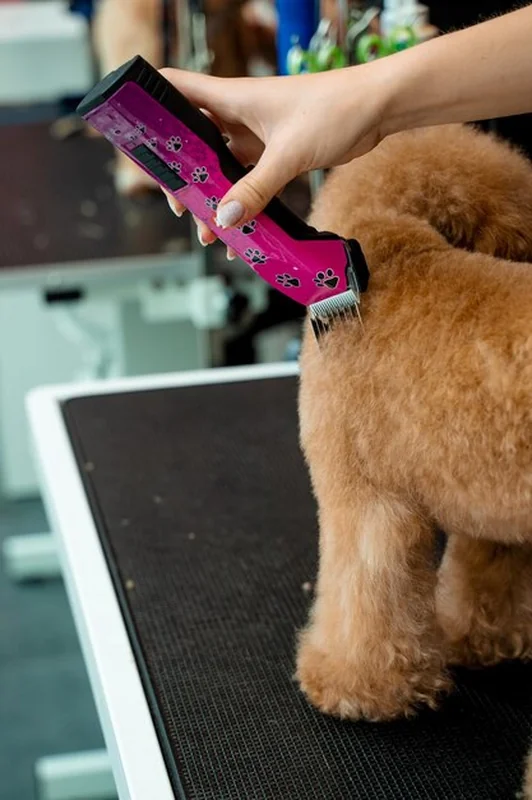 Groomer przycina włosy psa dla łatwiejszej pielęgnacji