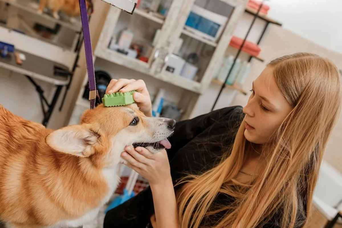 Kobieta groomer czesze futro psa Welsh Corgi Pembroke grzebieniem po kąpieli i suszeniu w salonie fryzjerskim