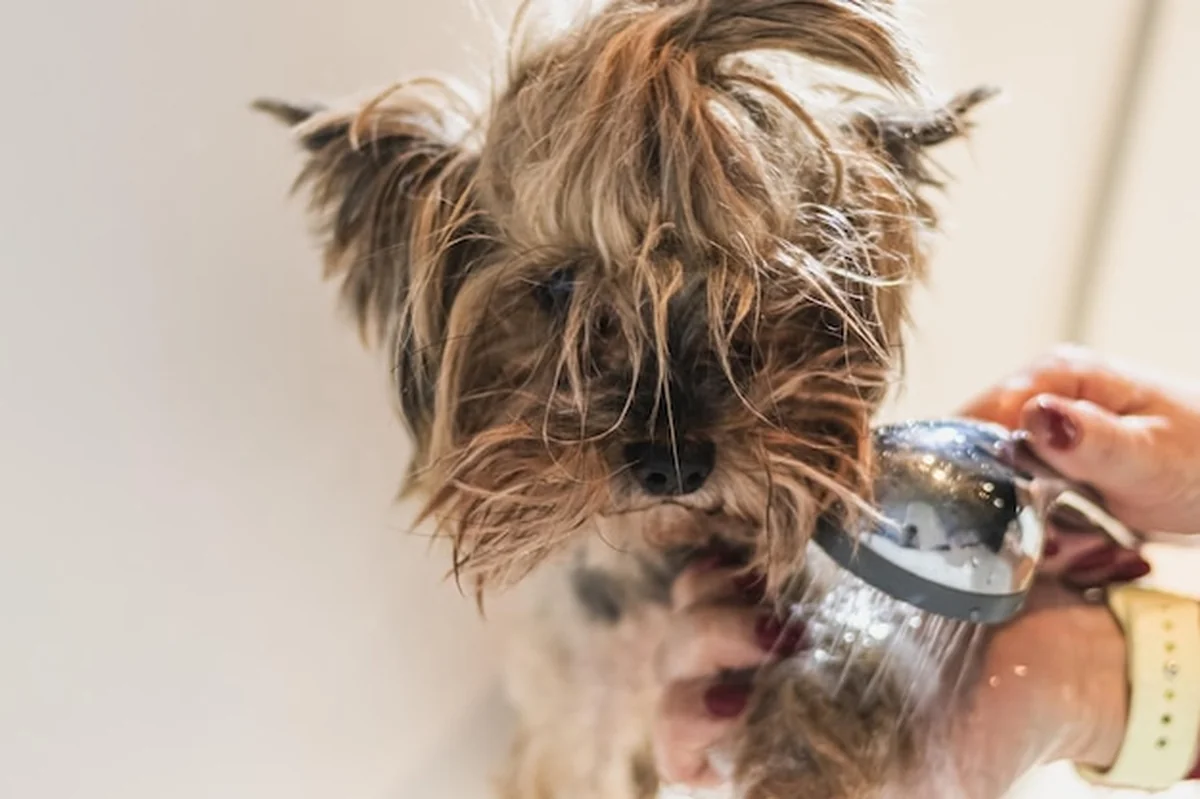 Yorkshire terrier podczas mycia i pielęgnacji w domu