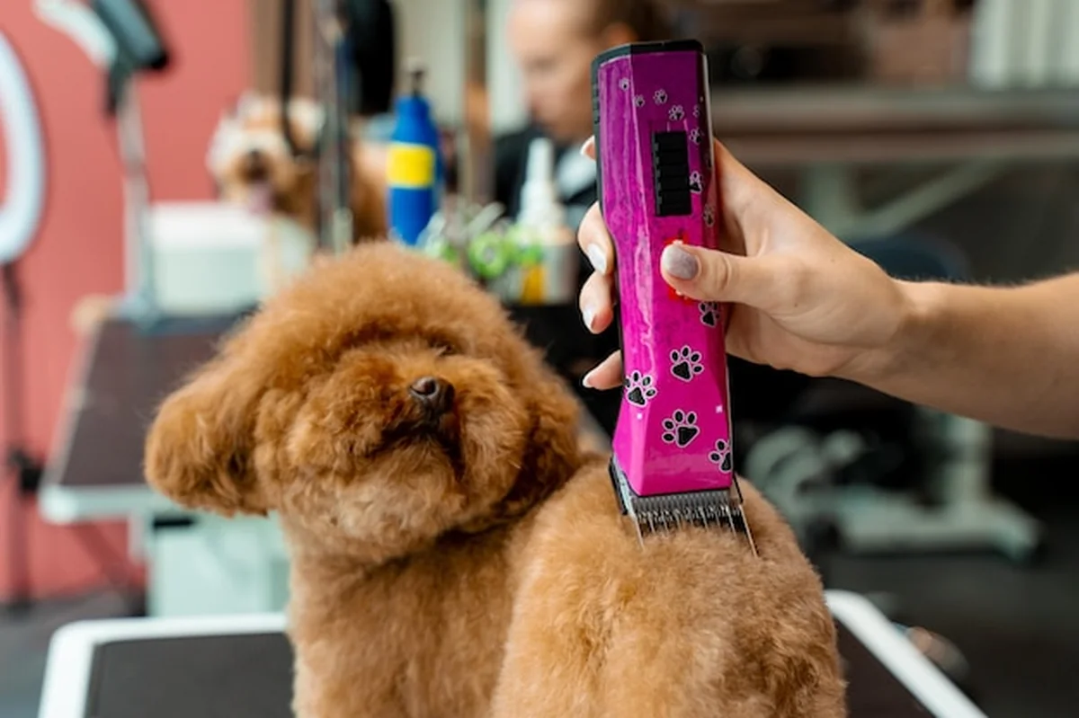 Specjalista przycina włosy maltipoo, ułatwiając pielęgnację psa, zapobiegając splątaniom i zachowując profesjonalny wygląd