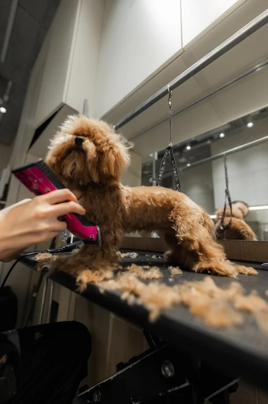 Mały pies podczas fryzury w ekskluzywnym salonie pielęgnacyjnym