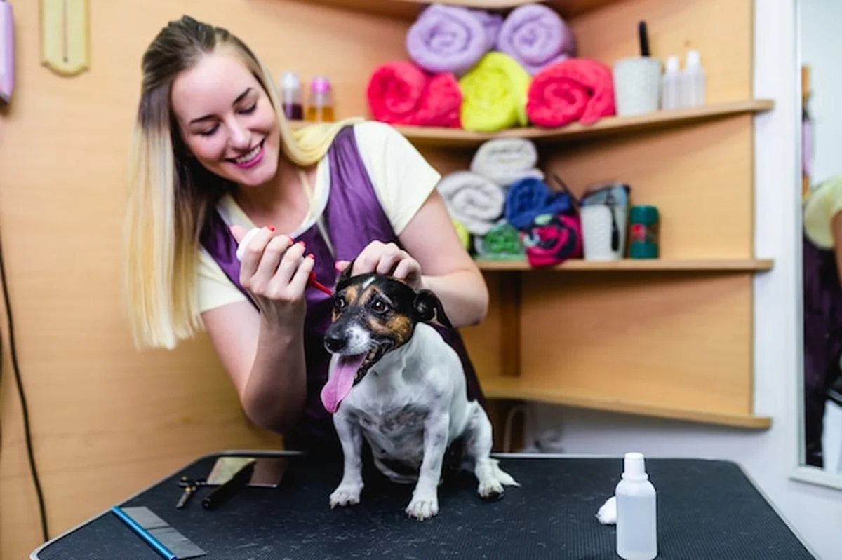 Profesjonalny groomer czyszczący uszy psa w salonie fryzjerskim