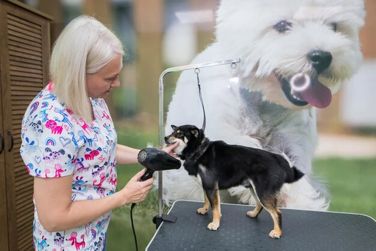 Pies Shiba Inu w salonie fryzjerskim, fryzjer suszy mokrą wełnę suszarką, smutny pies