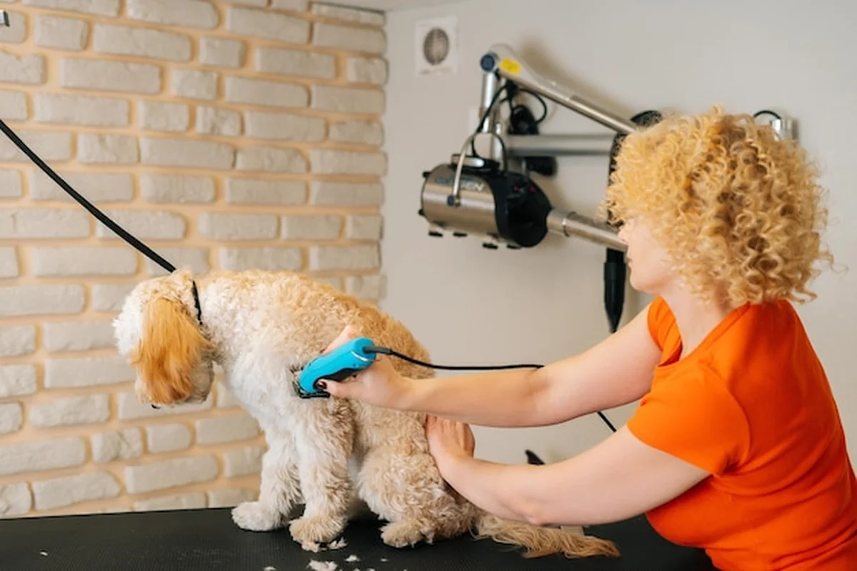 Kobieta groomer strzyże kędzierzawego Labradoodle'a przy stole w salonie pielęgnacji zwierząt