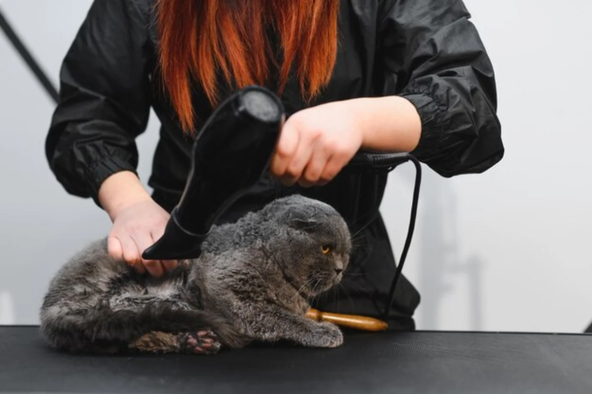 Kot w salonie pielęgnacyjnym podczas suszenia włosów