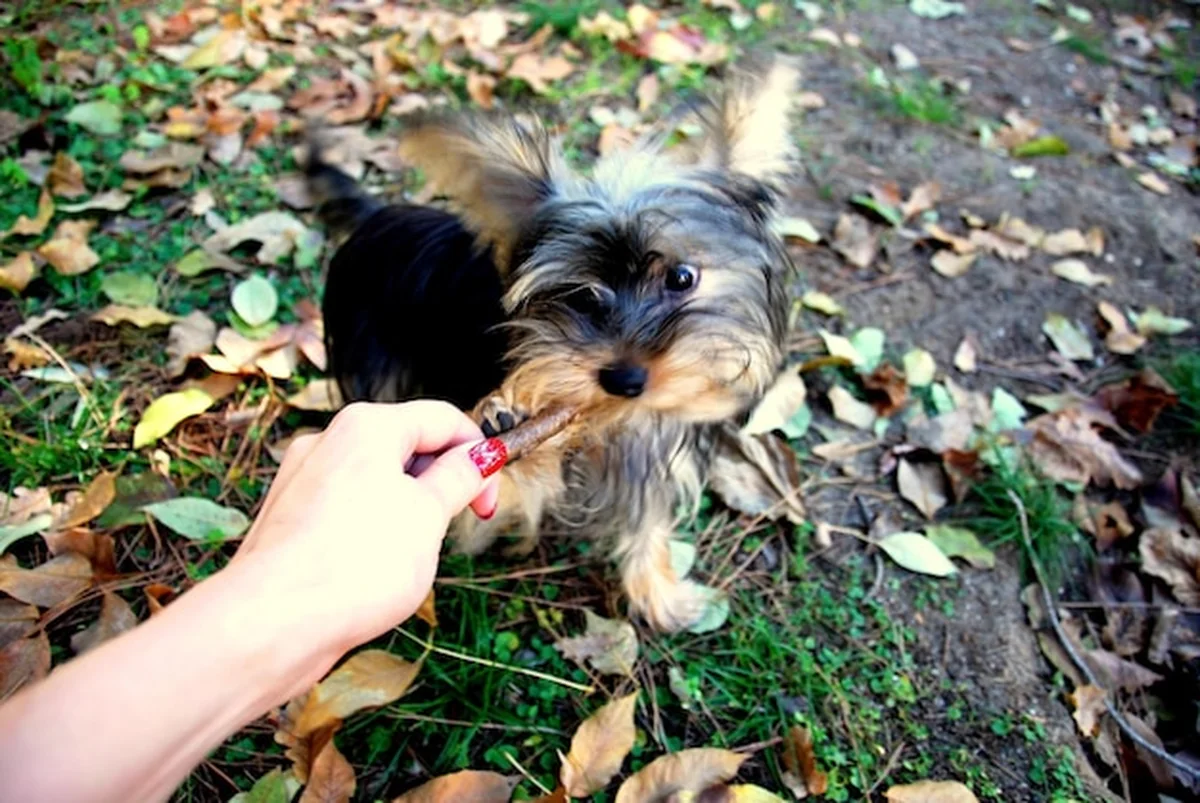 Pies karmiący ręcznie