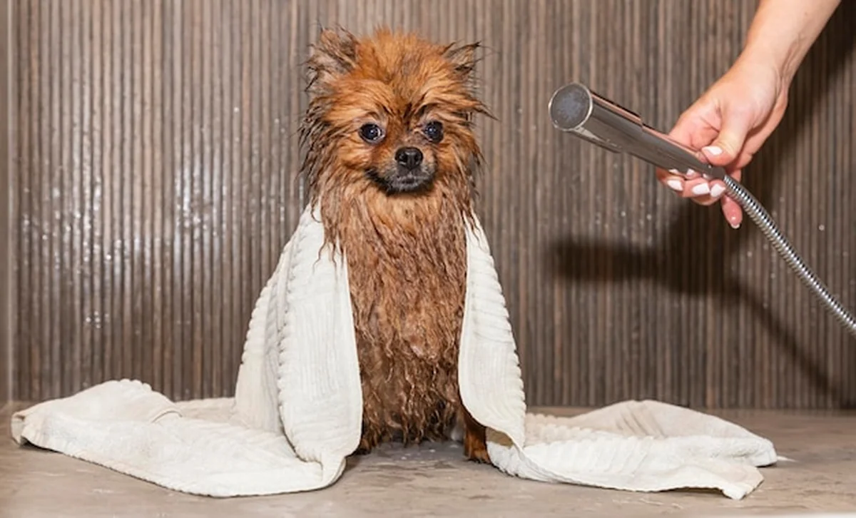 Pies biorący prysznic w domu, mokre futro po kąpieli