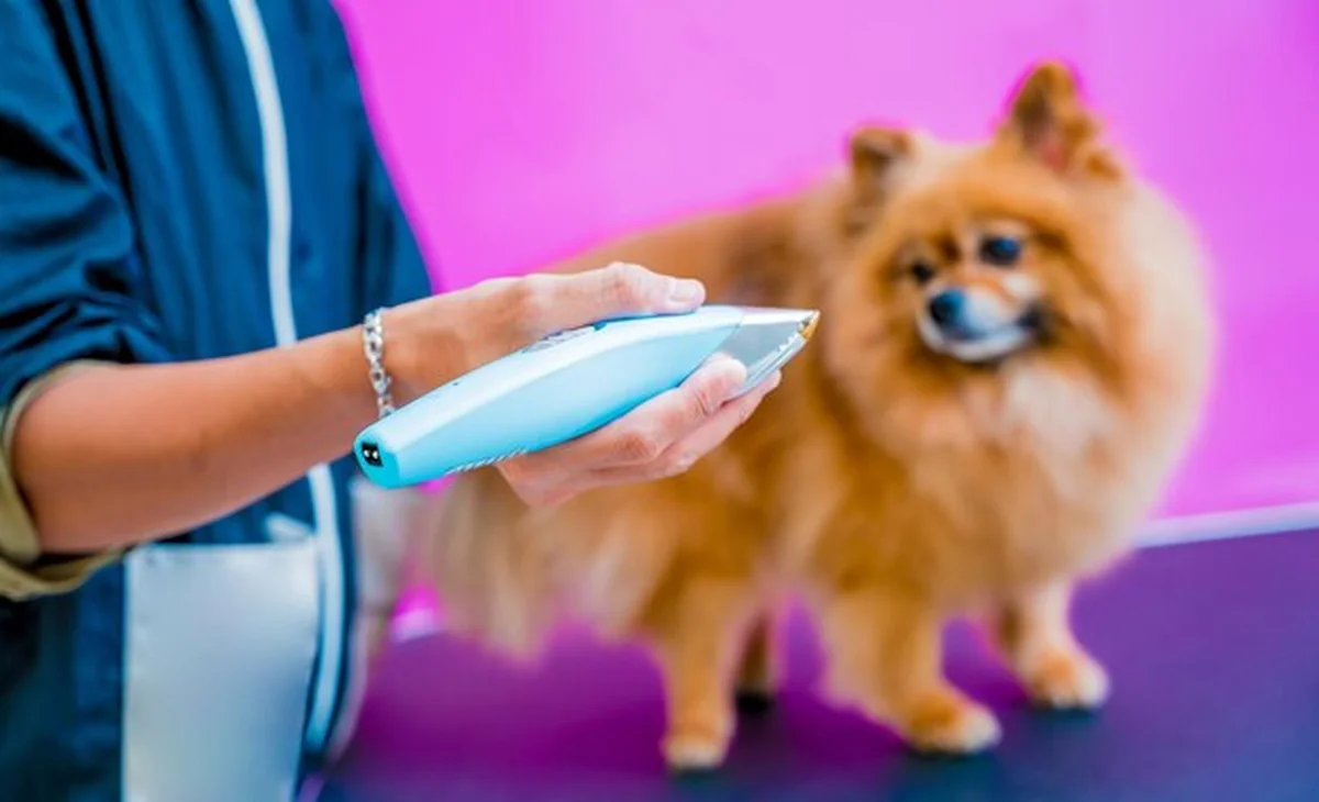 Groomer strzyże psa pomorskiego w salonie pielęgnacji