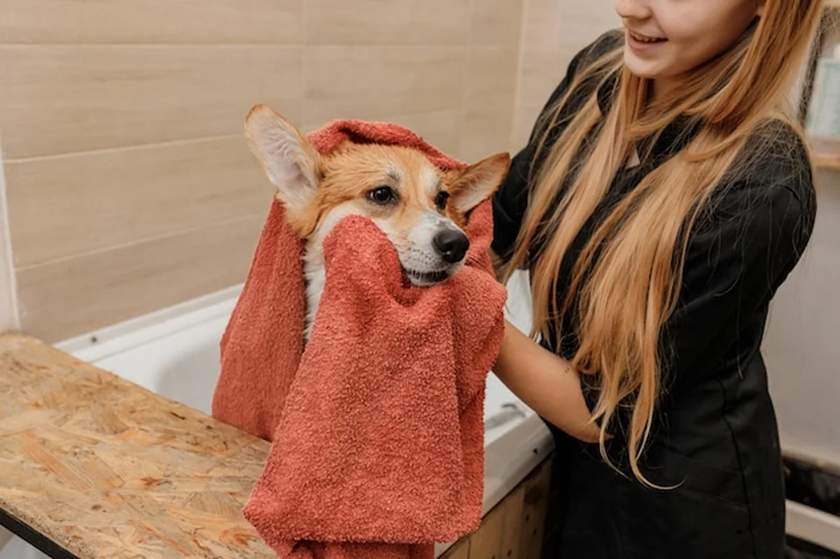 Groomer wycierający psa Welsh Corgi Pembroke po kąpieli
