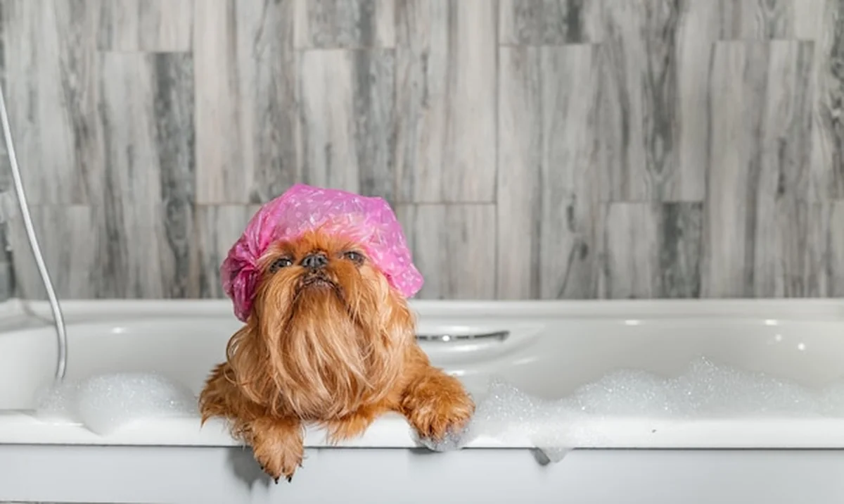 Brussels Griffon w wannie z czepkiem kąpielowym