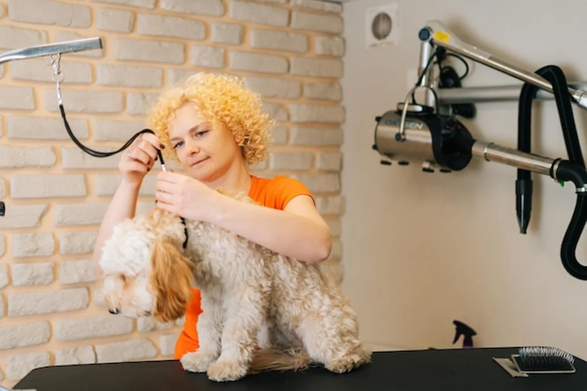 Kobieta groomer zakłada smycz psu Labradoodle przed strzyżeniem w salonie fryzjerskim
