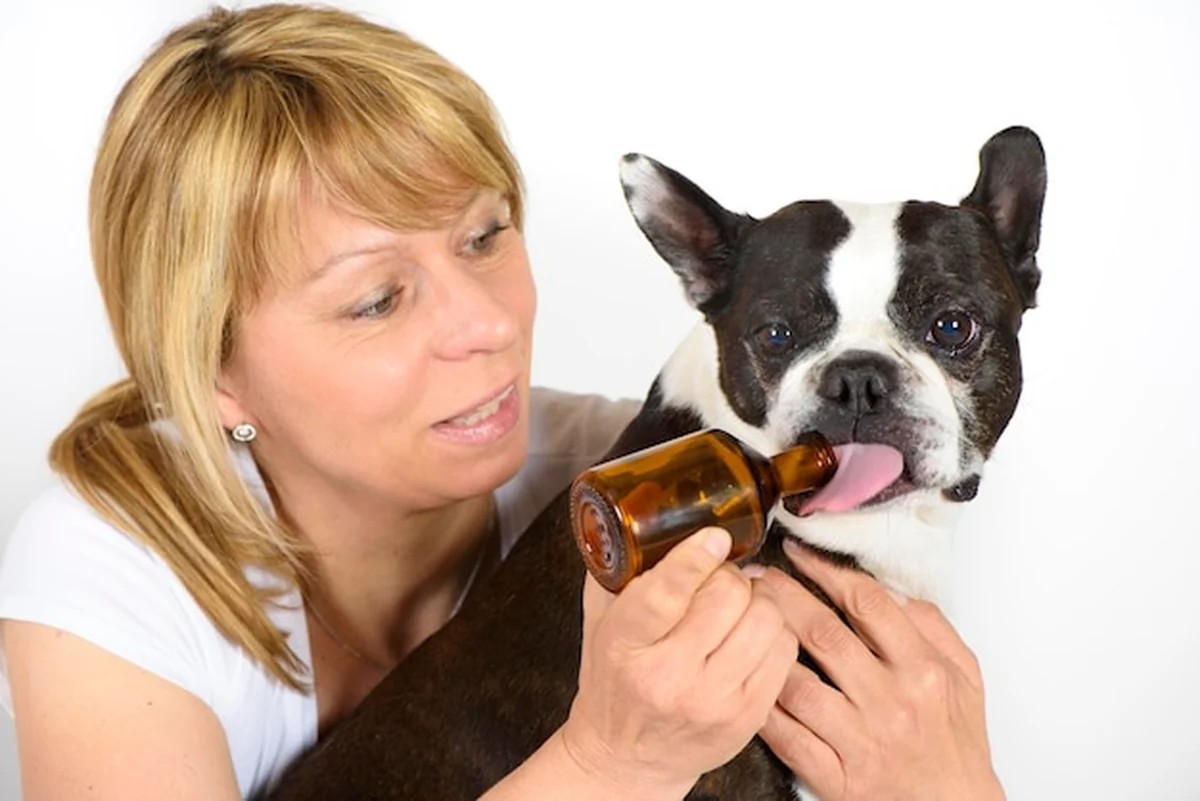 Weterynarz podający lekarstwa psu na białym tle