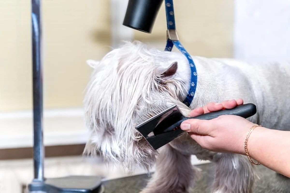 Pies rasy West Highland White Terrier podczas profesjonalnego suszenia wełny w salonie groomerskim