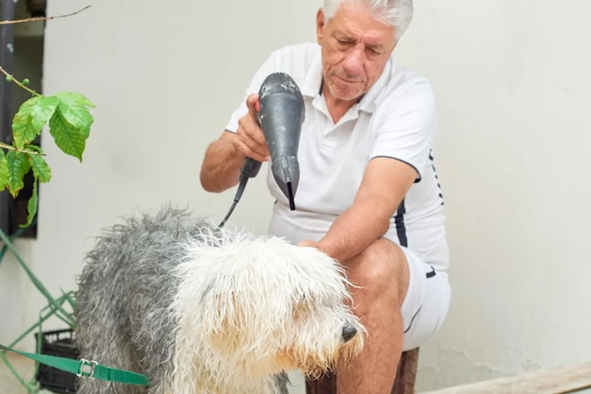 Starszy mężczyzna myje swojego zwierzaka bobtailowego na podwórku