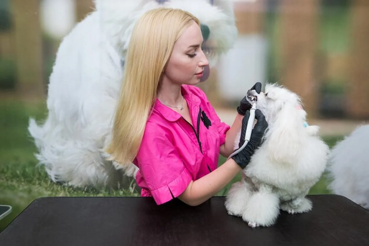 Pielęgniarka czyszcząca zęby białego pudla