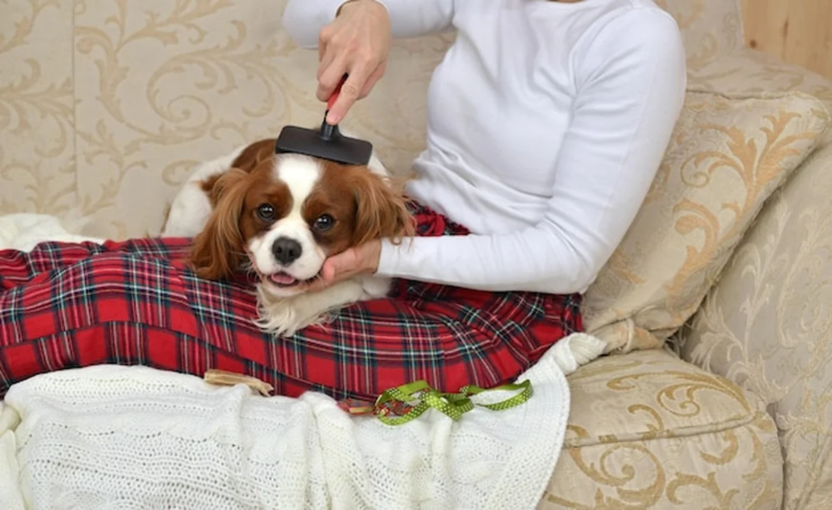 Kobieta na kanapie szczotkująca śpiącego psa Cavaliera King Charles Spaniela