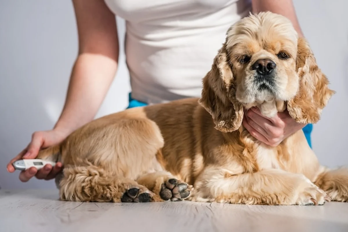 Kobieta mierzy temperaturę cockera spaniela w pomieszczeniu