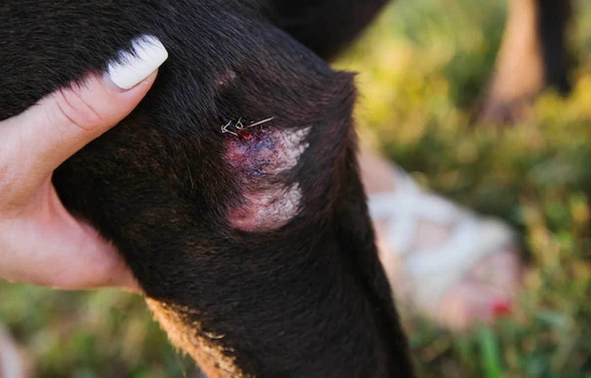 Rana na nodze labradora z uszkodzoną skórą i futrem