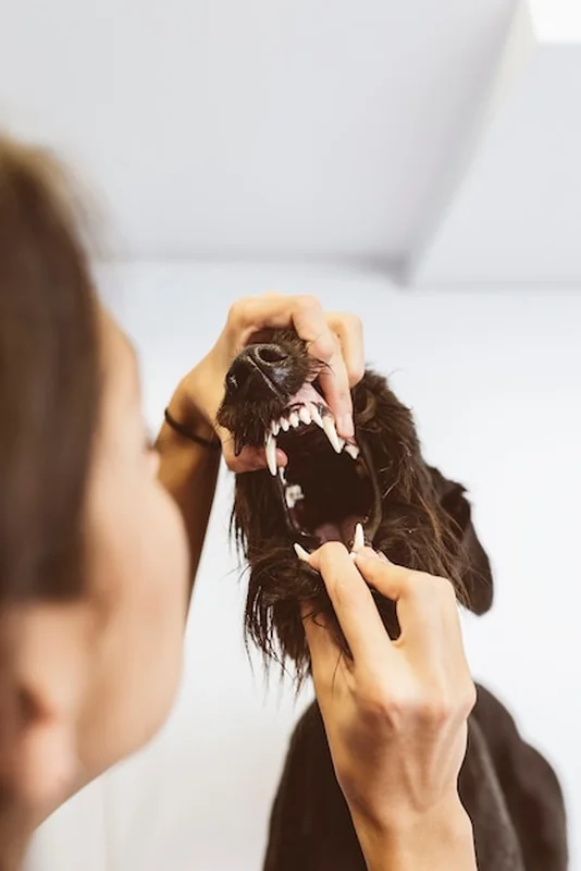 Weterynarz sprawdza psa w gabinecie weterynaryjnym