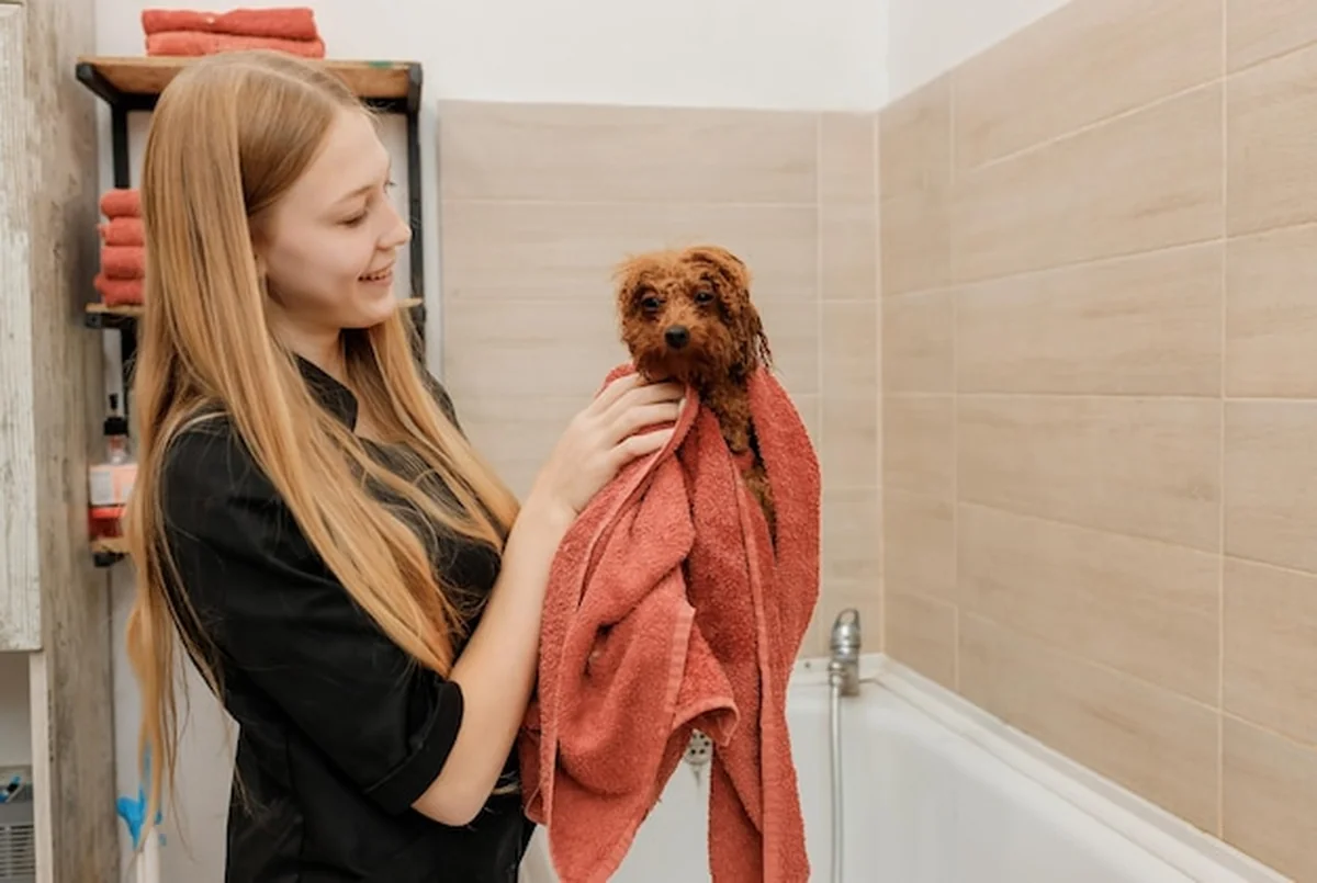 Profesjonalny groomer suszy pudla po kąpieli